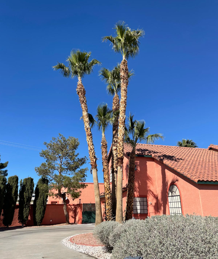 Tree and Palm Trimming